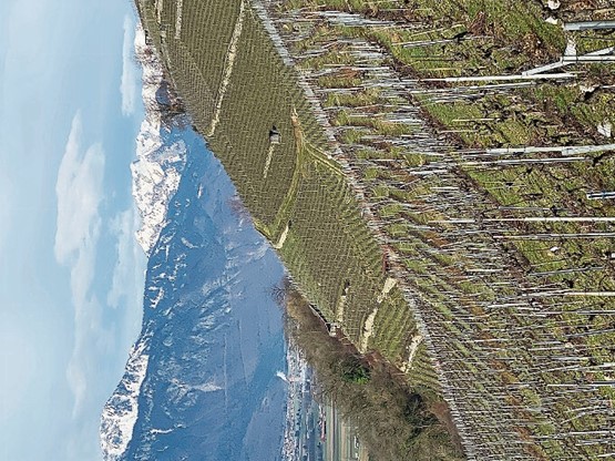 Ses vignes dans le Chablais vaudois.