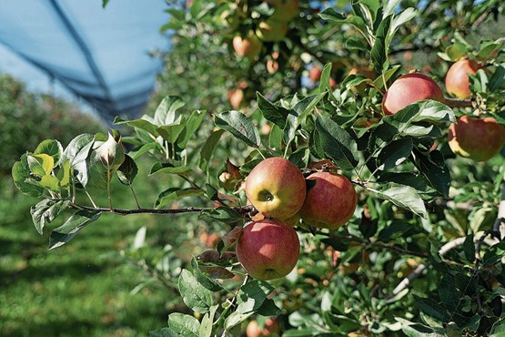 Am allerliebsten isst die Schweizer Bevölkerung Äpfel: Durchschnittlich konsumiert jede Schweizerin und jeder Schweizer im Jahr rund 75 kg Früchte. Knapp die Hälfte davon sind einheimische Obstarten. Bild: swissfruit
