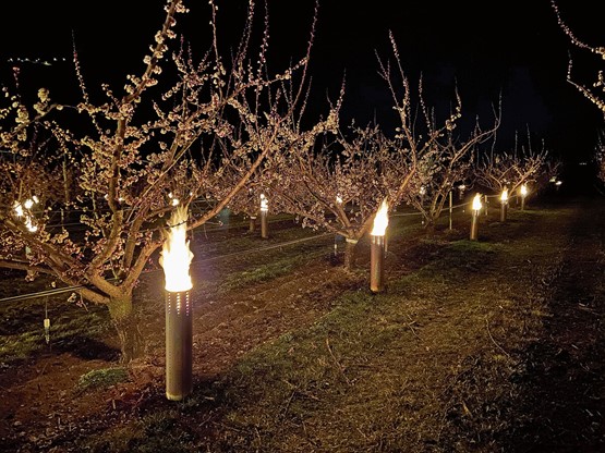 Les prototypes de bougies fonctionnant à l’aide de pellets: durable, efficace et bon marché.Photo: Office d’arboriculture