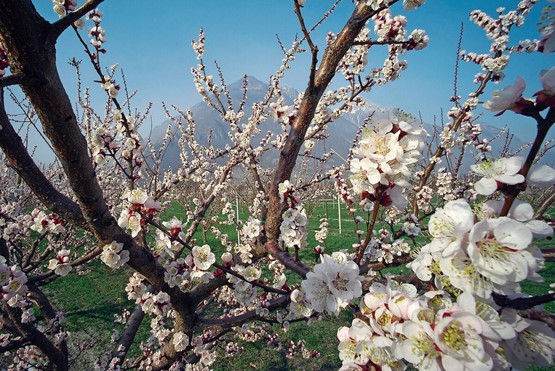 Des abricotiers précoces et rendus vulnérables par le changement climatique.Photo: Keystone