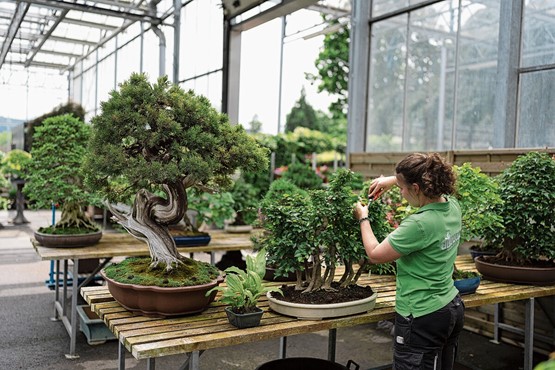 La formation professionnelle doit se développer. La mise en œuvre politique de l’équivalence entre formation professionnelle et formation académique bénéficie désormais d’une meilleure dynamique. Une horticultrice en dernière année d’apprentissage coupe les jeunes pousses d’un bonsaï. Photo:Keystone