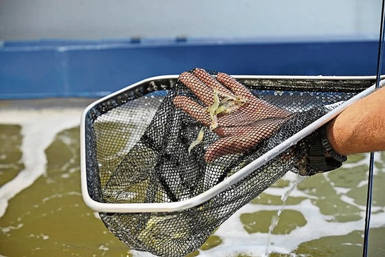 Die Qualitätskrevetten aus Winterthur sind gefragt: Die Firma Lucky Shrimp geht neue nachhaltigere Wege mit der Biofloc-Methode ohne Antibiotika.Bild: zVg
