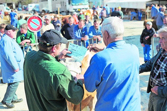 Die Fragen und Probleme rund um den Viehhandel sind äusserst vielschichtig und bedürfen der täglichen Beurteilung des Marktgeschehens und des Umfeldes. Kleines Bild: Peter Bosshard, Geschäftsführer des Schweizerischen Viehhändler Verbandes.BILDER: ZVG