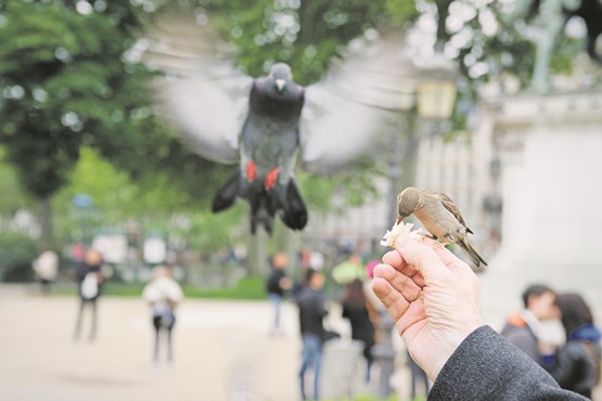 Lieber den Spatz in der Hand als die Taube auf dem Dach: Nach Ansicht des sgv soll zuerst die  erste Etappe der RPG-Revision umgesetzt werden, bevor schon wieder neue Regulierungen ins Auge gefasst werden.