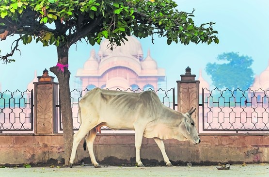 Eine Schweizerin auf Abwegen: Die heilige Kuh namens Wasserkraft hat sich verrannt.BILD: FOTOLIA