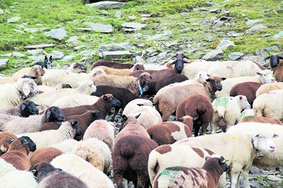 Das Internet der Dinge auf der Alp: Mit dem sogenannten «Alptracker» (auf dem Bild das blaue Halsband) wird der Arbeitsalltag der Schafhirten auf den Alpen massgeblich vereinfacht.Bild: zvg