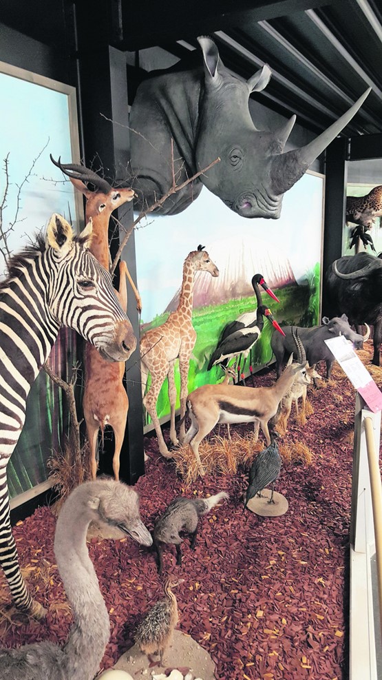 Tiere aus allen Kontinenten sind in Christian Schneiters «Arche de Noé» zu bestaunen.BILD: EN
